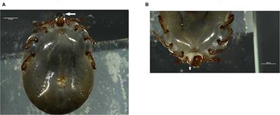 Proteomic Analysis of Exosome-Like Vesicles Isolated From Saliva of the Tick Haemaphysalis longicornis